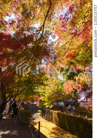 view at Momiji Kairo in Autumn season, happy Traveler travel Maple Corridor at lake Kawaguchi, Yamanashi, Japan. Landmark for tourists attraction. Japan Travel, Destination, Vacation view at Momiji Kairo in Autumn season, happy Traveler travel Maple Corridor at lake Kawaguchi, Yamanashi, Japan. Landmark for tourists attraction. Japan Travel, Destination, Vacation 116818707