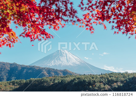 Mount Fuji view at Lake Saiko in Autumn season. Mt Fujisan in Fujikawaguchiko, Yamanashi, Japan. Landmark for tourists attraction. Japan Travel, Destination, Vacation and Mount Fuji Day concept 116818724