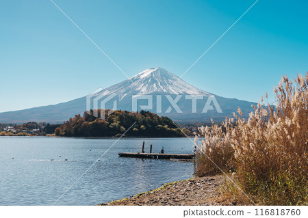 Mount Fuji with meadow field at Lake Kawaguchi. Mt Fujisan at Oishi Park, Yamanashi, Japan. Landmark for tourists attraction. Japan Travel, Destination, Vacation and Mount Fuji Day concept 116818760