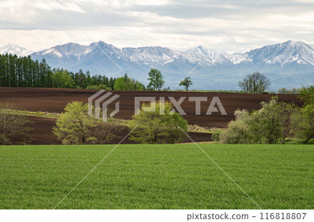 早春的十勝風景 116818807
