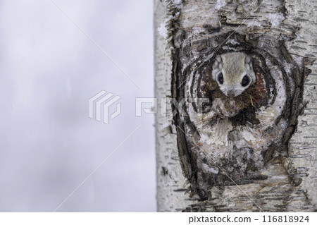 A Siberian flying squirrel holding nesting material in its mouth 116818924