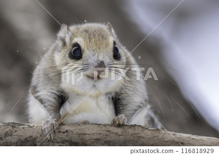 Ezomomonga nestled on a tree branch 116818929