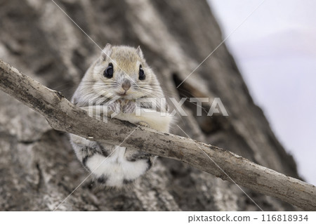 Ezomomonga nestled on a tree branch 116818934