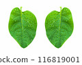Green basella alba leaves with mucilaginous texture. 116819001