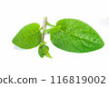 Green basella alba leaves with mucilaginous texture. 116819002