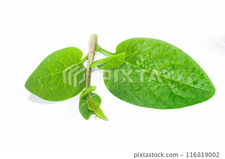 Green basella alba leaves with mucilaginous texture. Green basella alba leaves with mucilaginous texture. 116819002