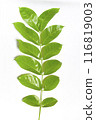 Green leaves in white background. 116819003