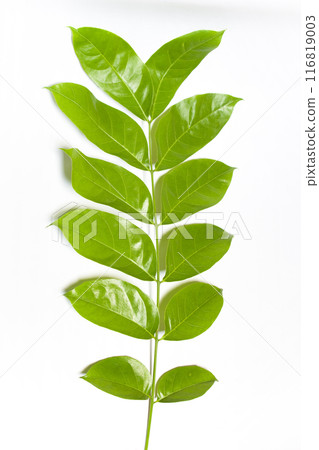 Green leaves in white background. Green leaves in white background. 116819003