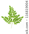 Drumstick Leaves, Moringa Olefera, Moringa Leaves in a white background 116819004