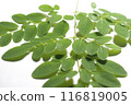Drumstick Leaves, Moringa Olefera, Moringa Leaves in a white background 116819005