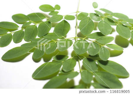 Drumstick Leaves, Moringa Olefera, Moringa Leaves in a white background 116819005