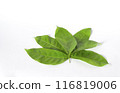 Green leaves looks like flower in white background. 116819006
