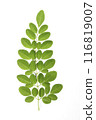 Drumstick Leaves, Moringa Olefera, Moringa Leaves in a white background 116819007