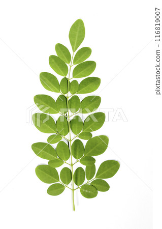 Drumstick Leaves, Moringa Olefera, Moringa Leaves in a white background Drumstick Leaves, Moringa Olefera, Moringa Leaves in a white background 116819007