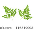 Drumstick Leaves, Moringa Olefera, Moringa Leaves in a white background 116819008