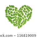 Love shape Drumstick Leaves. Moringa Olefera, Moringa Leaves in a white background 116819009