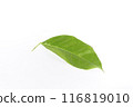 Green leaves in white background. Single leaf Close up look. 116819010