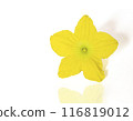 Narcissus is a genus of predominantly spring flowering perennial plants of the amaryllis family, Amaryllidaceae. Various common names including daffodil,narcissus and jonquil are used to describe. 116819012