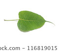 Ficus religiosa or sacred fig is a species of fig native to the Indian subcontinent.It is also known as the bodhi tree, pimple tree, peepul tree,peepal tree, pipala tree, ashvattha tree 116819015