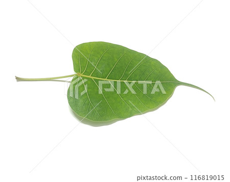 Ficus religiosa or sacred fig is a species of fig native to the Indian subcontinent.It is also known as the bodhi tree, pimple tree, peepul tree,peepal tree, pipala tree, ashvattha tree 116819015