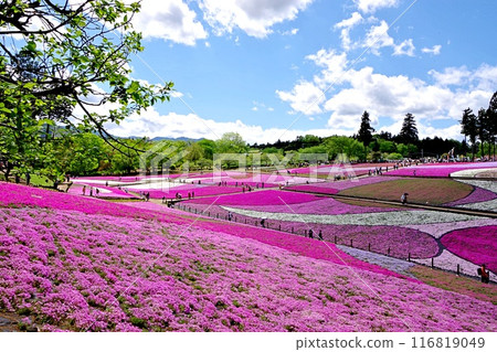 The stunning pink carpet of Hitsujiyama Park The stunning pink carpet of Hitsujiyama Park 116819049