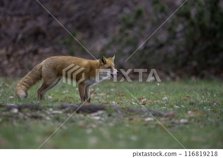 Ezo red fox nestling in the forest Ezo red fox nestling in the forest 116819218