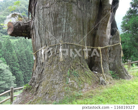 Nakagawa Broom Cedar Nakagawa Broom Cedar 116819327