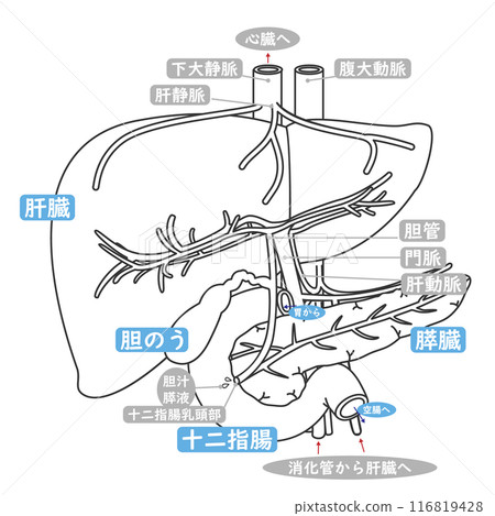 簡單的插圖和文字解釋了消化過程中十二指腸、肝臟、膽囊和胰臟之間的關聯。 簡單的插圖和文字解釋了消化過程中十二指腸、肝臟、膽囊和胰臟之間的關聯。 116819428