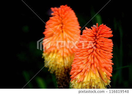 Kniphofia tritoma flower 116819548