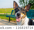 A toy fox terrier dog with short fur stands alert in a park next to a green bench. The dog appears friendly. 116819714