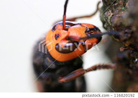 Wheatstone 116820192