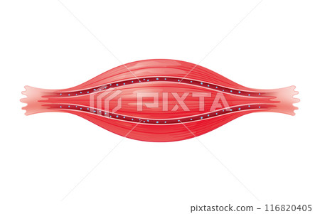 Muscles with good blood flow 116820405