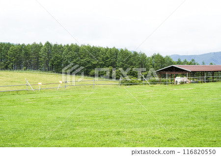 夏季長門農場(信州白樺高原) 夏季長門農場(信州白樺高原) 116820550
