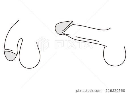 Male Reproductive System Medical Male Reproductive System Medical 116820568