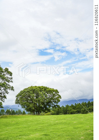 Nagato Ranch in summer (Shirakaba Highlands, Shinshu) 116820611