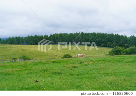 Nagato Ranch in summer (Shirakaba Highlands, Shinshu) Nagato Ranch in summer (Shirakaba Highlands, Shinshu) 116820660