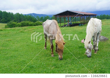 Nagato Ranch in summer (Shirakaba Highlands, Shinshu) Nagato Ranch in summer (Shirakaba Highlands, Shinshu) 116820661