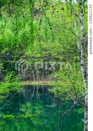 Mishaka Pond in early summer [Chino City] 116821132
