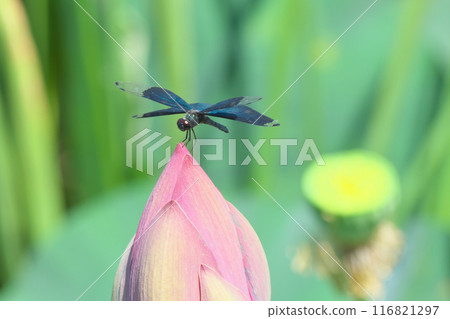 蝴蝶蜻蜓棲息在蓮花花蕾上 蝴蝶蜻蜓棲息在蓮花花蕾上 116821297