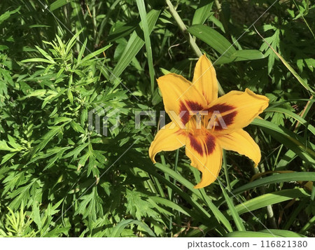 Orange lily blooming in the field 116821380
