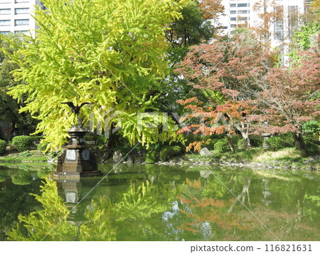 日比谷公園的雲池,秋天美麗,黃葉 日比谷公園的雲池,秋天美麗,黃葉 116821631