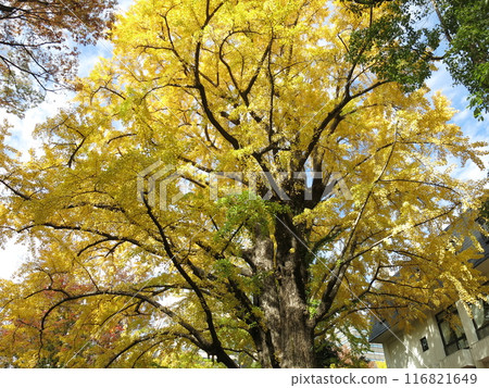 The beautiful yellow leaves of the ginkgo tree in Hibiya Park 116821649