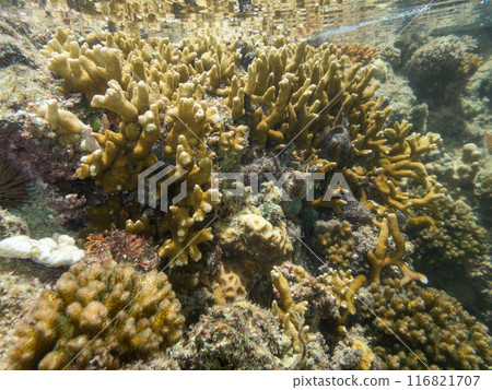 Coral and the blue sea Coral and the blue sea 116821707