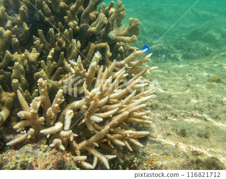 珊瑚和藍色的大海 珊瑚和藍色的大海 116821712