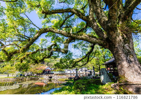 Fresh greenery at Nuinoike Pond [Shiraishi Town, Kishima District, Saga Prefecture] 116821786