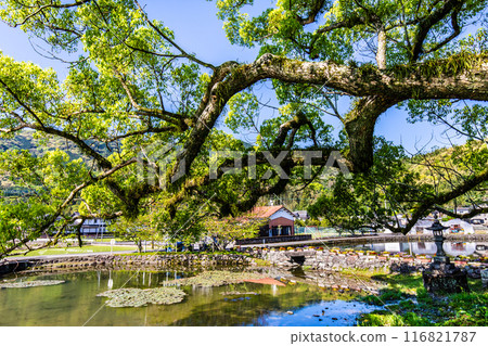 Fresh greenery at Nuinoike Pond [Shiraishi Town, Kishima District, Saga Prefecture] 116821787
