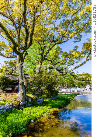 Fresh greenery at Nuinoike Pond [Shiraishi Town, Kishima District, Saga Prefecture] 116821788