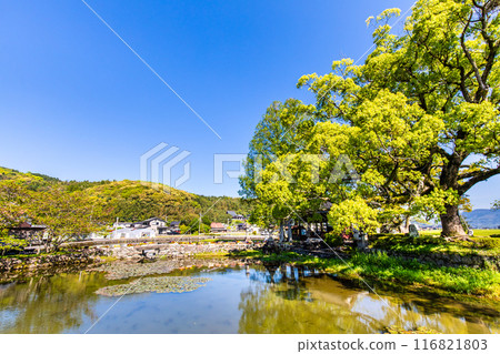 紐池之池的新綠【佐賀縣木島郡白石町】 116821803