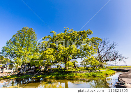 紐池之池的新綠【佐賀縣木島郡白石町】 116821805