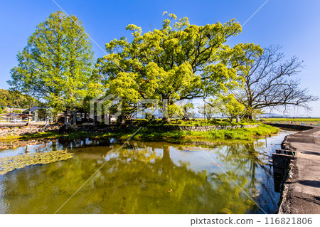 Fresh greenery at Nuinoike Pond [Shiraishi Town, Kishima District, Saga Prefecture] 116821806